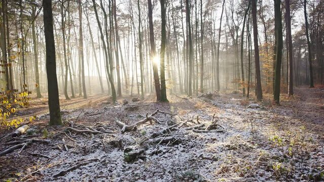 Sonnenuntergang im Nebelwald 