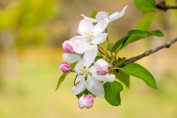 Obraz premium Spring White Flowers