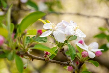 Spring White Flowers