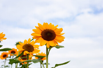 Obraz premium Sunflower field, Beautiful summer landscape.