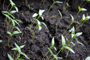 Homemade young seedlings of sweet bell pepper in black soil, beds of vegetables.