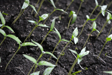 Homemade young seedlings of sweet bell pepper in black soil, beds of vegetables.