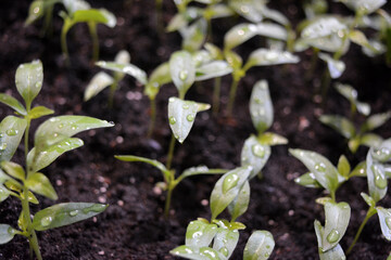 Homemade young seedlings of sweet bell pepper in black soil, beds of vegetables.
