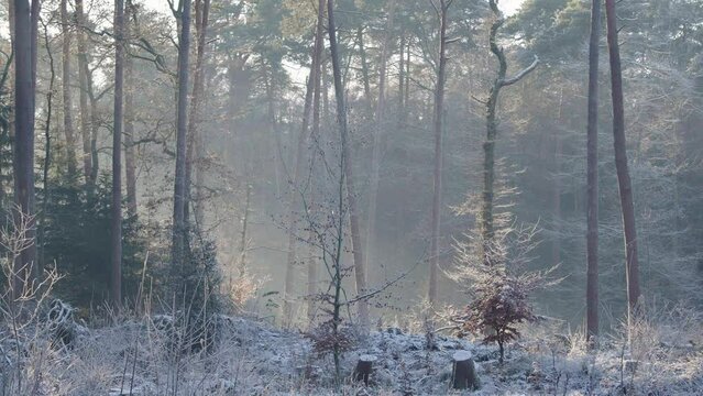 Sonnenstrahlen im Wald 