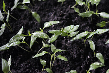 Homemade young seedlings of sweet bell pepper in black soil, beds of vegetables.
