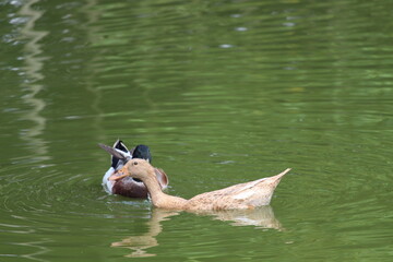 duck in the water