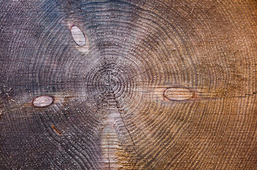 Fototapeta premium Texture of a cut tree with annual rings.