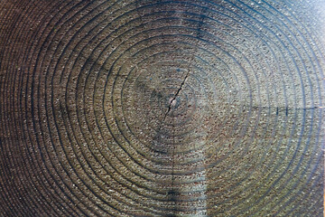 Fototapeta premium Texture of a cut tree with annual rings.