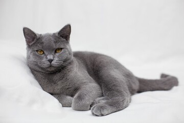Beautiful shot of a gray British short hair cat