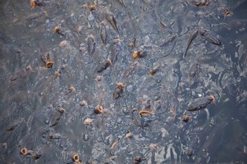 Beautiful closeup of fishes in the pond