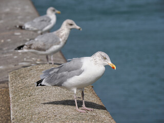Closeup profile herring gulls (Larus argentatus) perched on wall, in Normandy in France