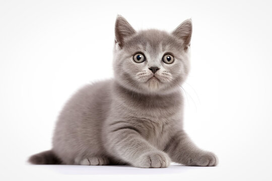 British shorthair kitten lying on the floor isolated on a white background.