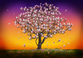 Un magnolia en fleur dans une prairie sur fond de soleil couchant.