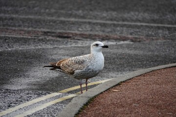 Gull on an asphalt road
