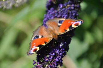 Aglais io