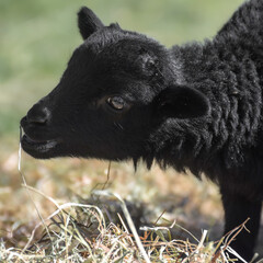 Cute lambs, newborn sheep on a sunny day in spring - 590468147