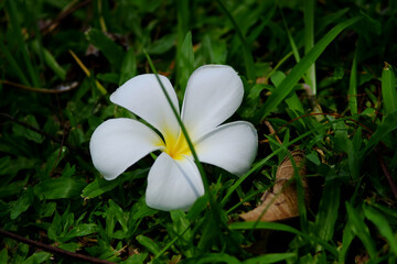 Fototapeta na wymiar close up white plumeria flower fall on green grass in the lawn
