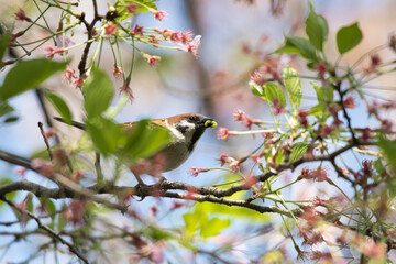 A view of a Sparrow
