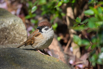 A view of a Sparrow