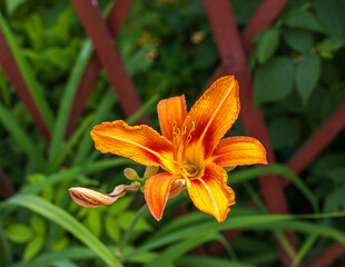 Daylily flower close-up on a green background in summer