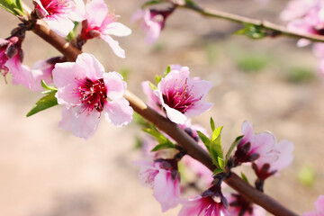 Fototapeta premium background of spring blossom tree. selective focus
