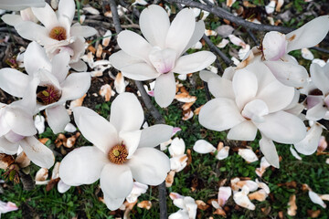 Magnolia soulangeana Alba Superba flowering tree white spring flowers