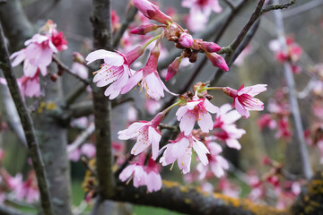 Prunus speciosa or Oshima cherry japanese sakura pink flowers