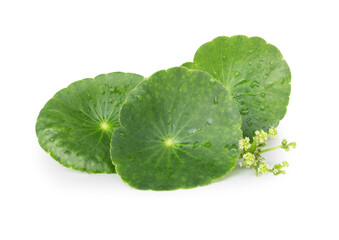 Closeup leaf of Gotu kola, Asiatic pennywort, Indian pennywort on white background, herb and medical concept