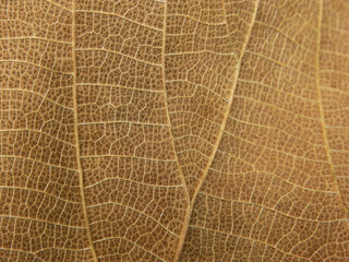 close up dry brown leaf texture ( teak leaf )