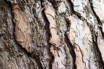 bark of a tree in forest close up