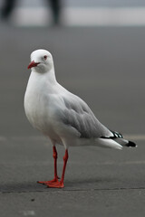 Seagull looking towards camera.