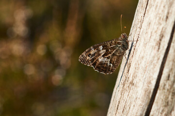 Ockerbindiger Samtfalter (Hipparchia semele), auch Rostbinde genannt	