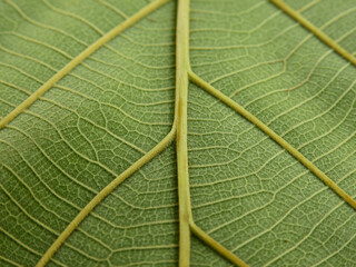 close up green teak leaf texture