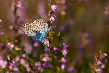 Geißklee-Bläuling (Plebejus argus) Männchen