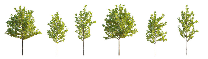 Set of 6 small and middle trees sycamore platanus street maple trees isolated png on a transparent...