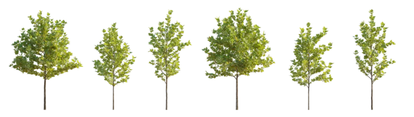 Poster Set of 6 small and middle trees sycamore platanus street maple trees isolated png on a transparent background 8k perfectly cutout  © Roman