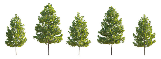 Set of 6 small and middle trees sycamore platanus maple street trees isolated png on a transparent...