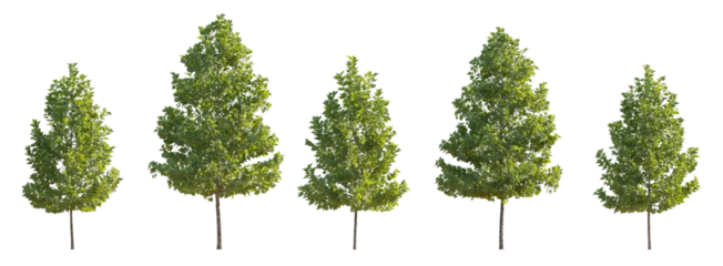 Gardinen Set of 6 small and middle trees sycamore platanus maple street trees isolated png on a transparent 8k background perfectly cutout  © Roman