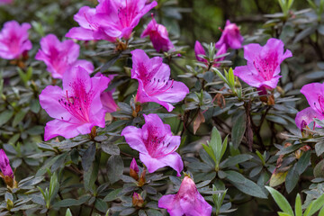 Captivating Pink Rhododendron Simsii in Full Bloom