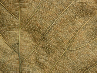 close up dry brown leaf texture ( teak leaf )