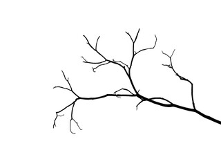 bare dry branch silhouette isolated on white background