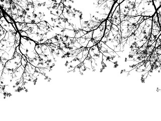 branch tree silhouette isolated on white background