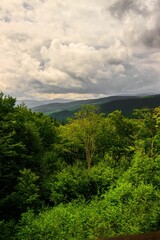 Vertical shot of tall green trees in a forest under a cloudy sky