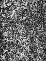 black and white bark tree texture
