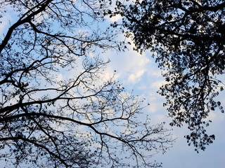 silhouette of tree with blue sky background