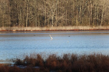 Heron swimming on a pond at Huntley Meadows Park in Alexandria, Virginia