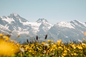 Fototapeta premium Scenic view of a field of yellow flowers against Mannlichen mountain in Switzerland