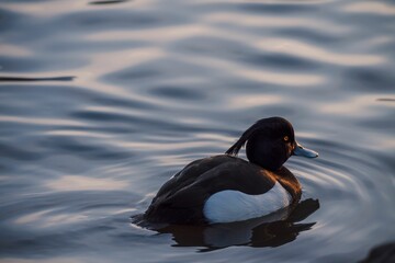 Closeup of a duck floating on the surface of a lake