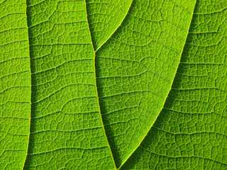 close up green leaf texture ( teak leaf )