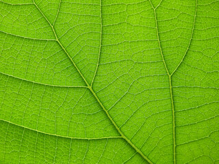 Obraz na płótnie Canvas close up green leaf texture ( teak leaf )